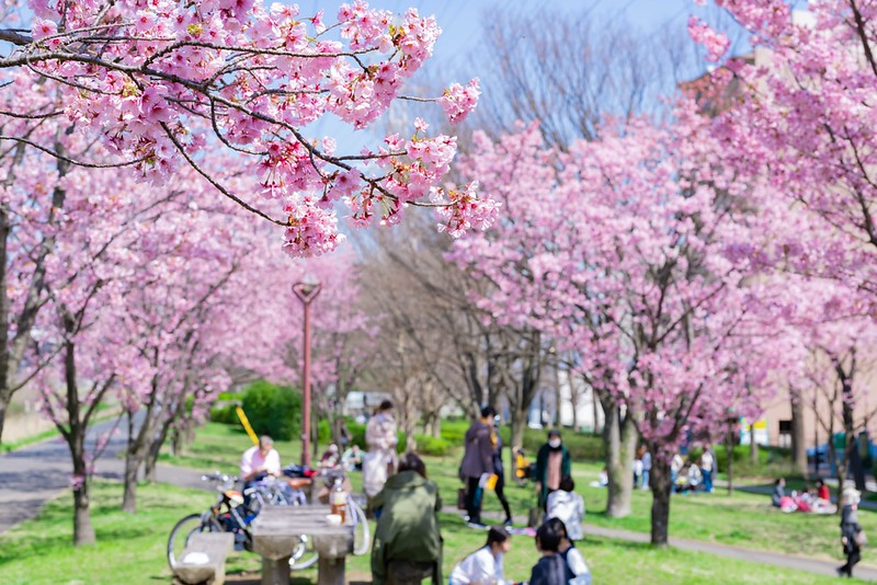 Early blooming cherry blossoms at Shin Yokohama Park