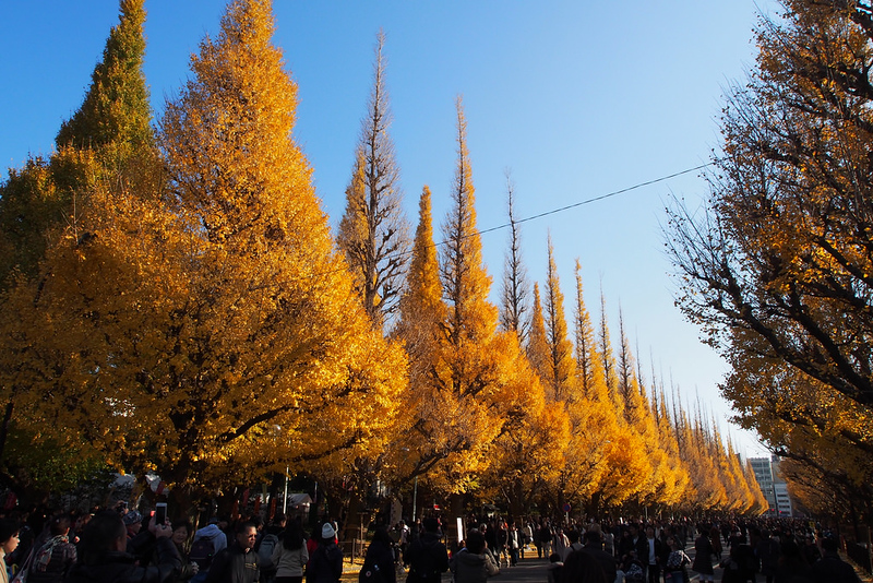 Fall Foliage at Jingu Gaien Icho Namiki