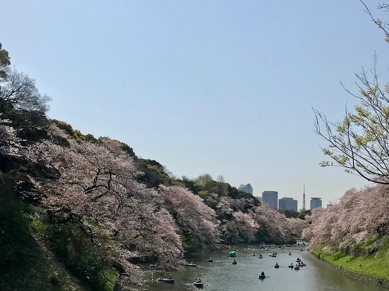 The view of Chidorigafuchi moat.