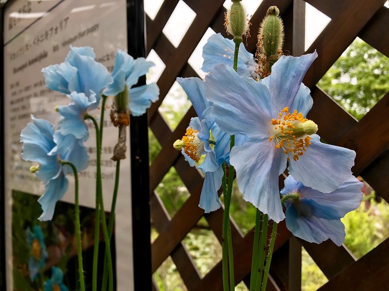 Himalayan blue poppies.