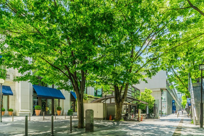 Vibrant green trees flank the high-end stores along Omotesando, one of the most fashionable streets in Tokyo, Japan
