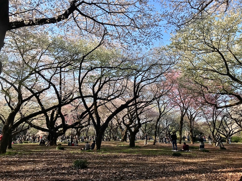 Cherry trees at Shinjuku Gyoen.