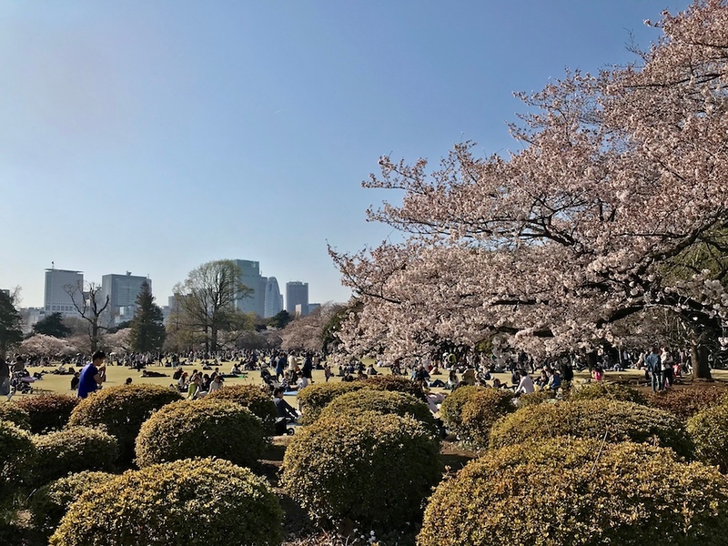 Shinjuku Gyoen in cherry blossom time.