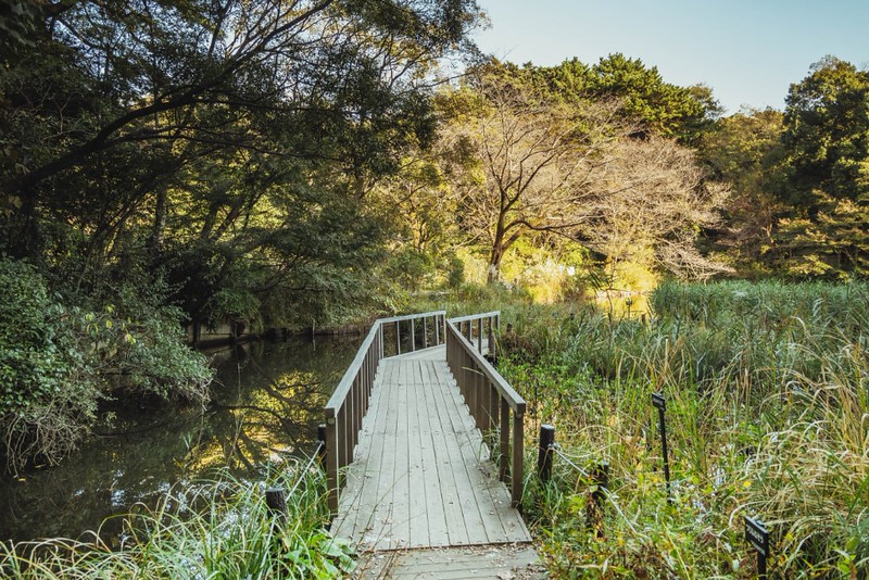Nature landscape, a small forest lake with a wooden walking bridge and lush autumn leaves in magic golden hour hues outdoor at daytime in Tokyo’s Institute for Nature Reserve in Tokyo city in Japan