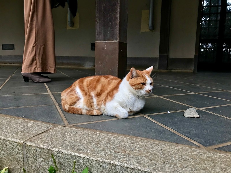 A resident fat cat.