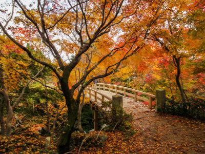 Autumn at Sankeien Garden, Yokohama, image copyright SATHIANPONG PHOOKIT / Shutterstock.com
