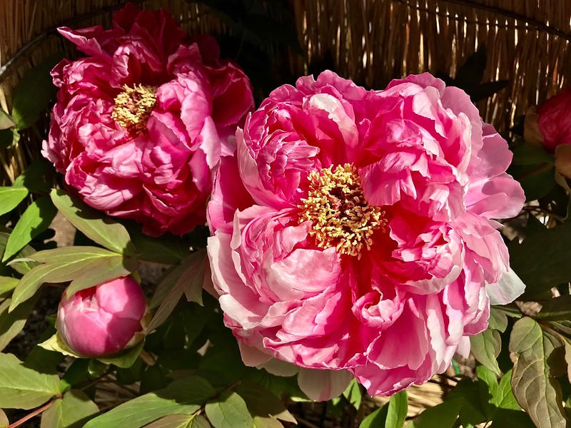 Peonies at the shrine garden.