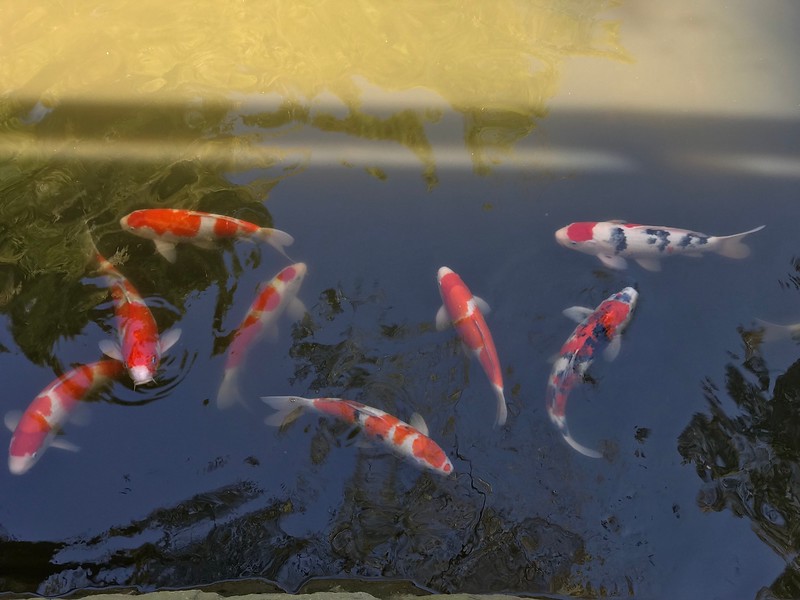 Koi in the ponds.