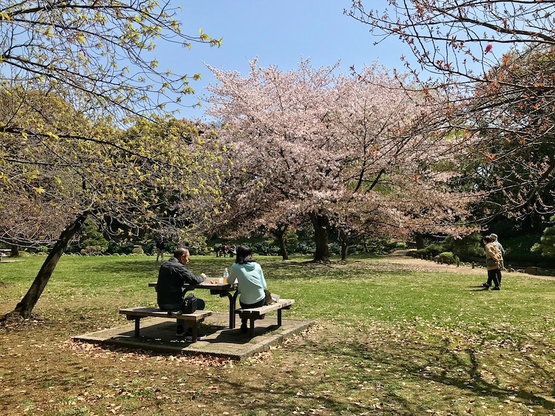 The cherry grove at Kiyosumi-teien Garden.