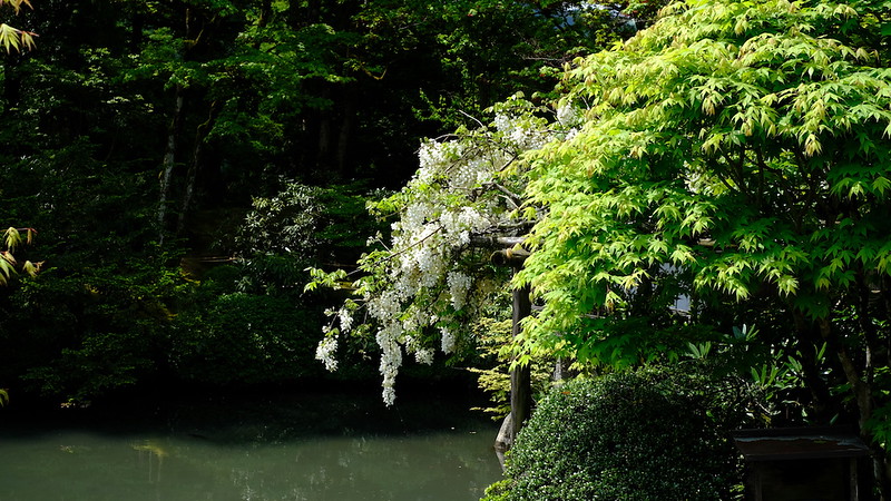 Wisteria at Shoyoen in May.