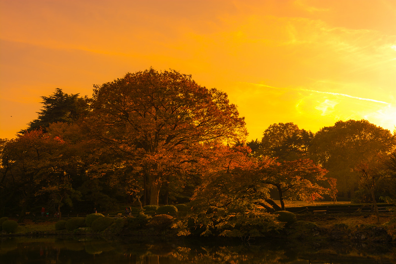 Autumn Trees in the Dusk