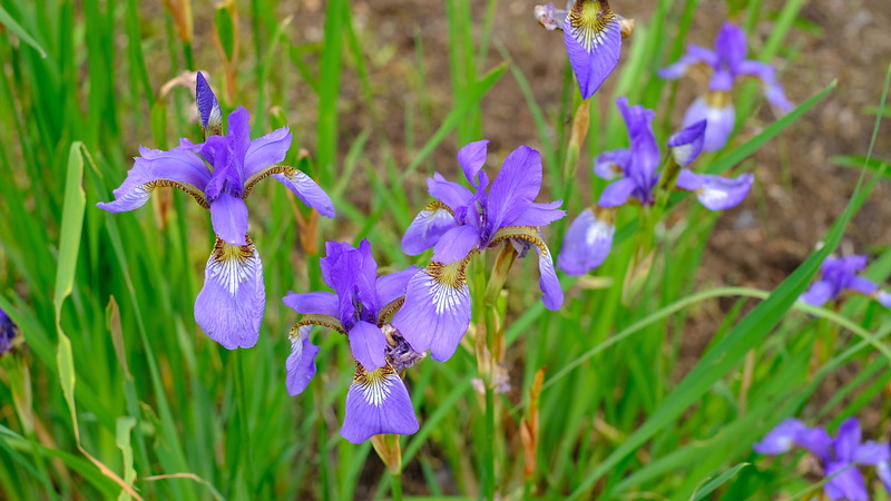 Japanese irises.