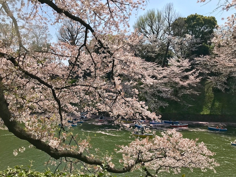 A view of Chidorigafuchi moat. 
