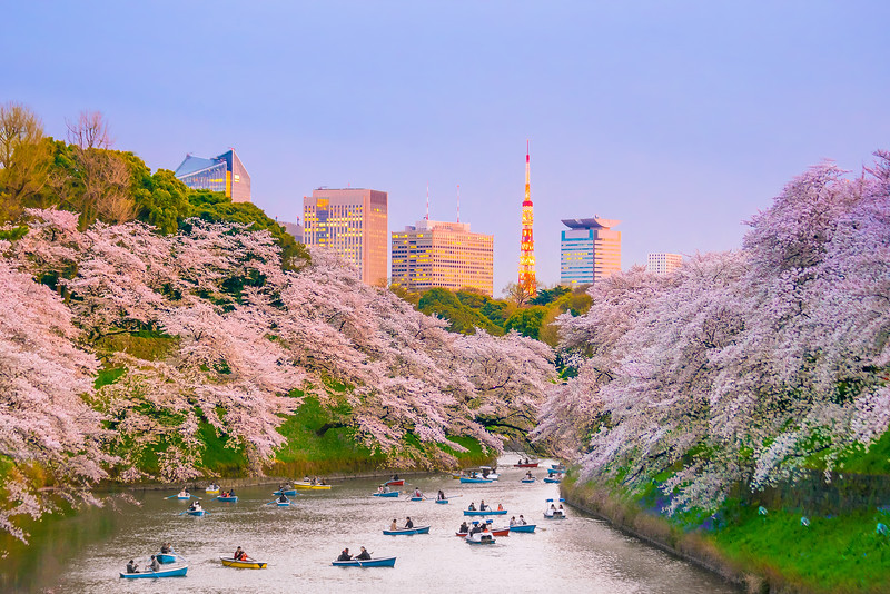 Chidori-ga-fuchi Moat (Imperial Palace Area) with cherry blossoms. Editorial credit: f11photo/ Shutterstock.com