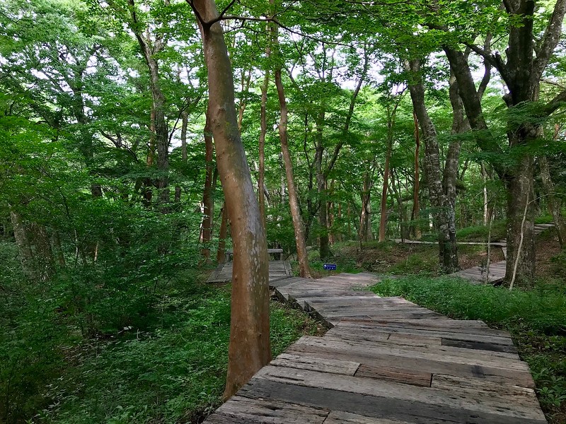 Walking through the beech forest surrounding the museum.