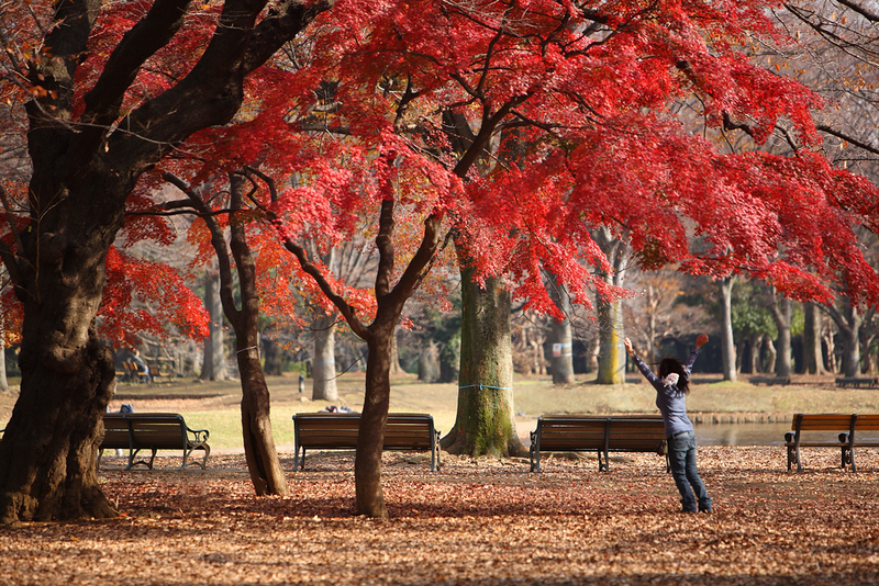 Autumn Park