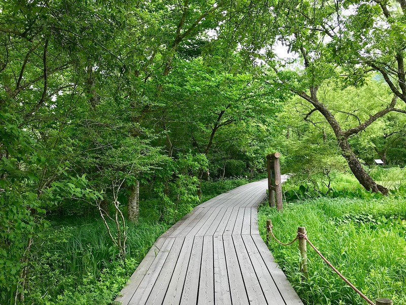 A walkway through the Hakone Botanical Gardens.