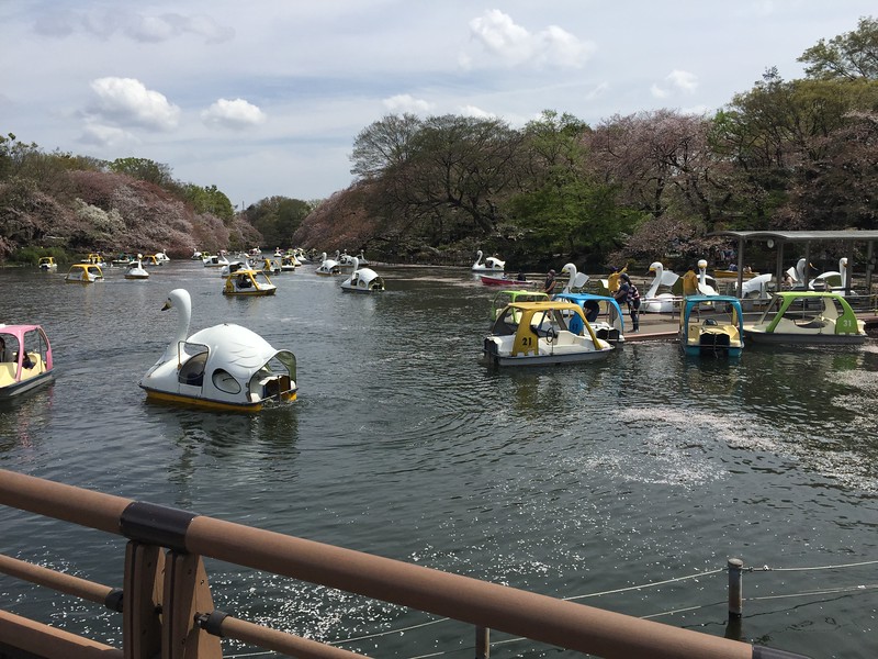 Swan boats on Inokashira Pond