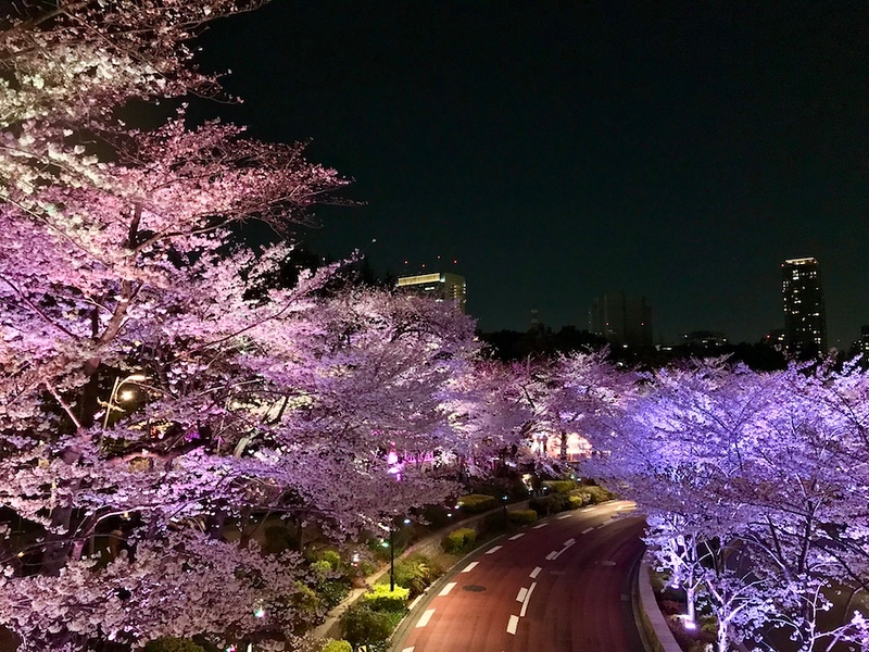 Cherry trees near Roppongi Midtown.