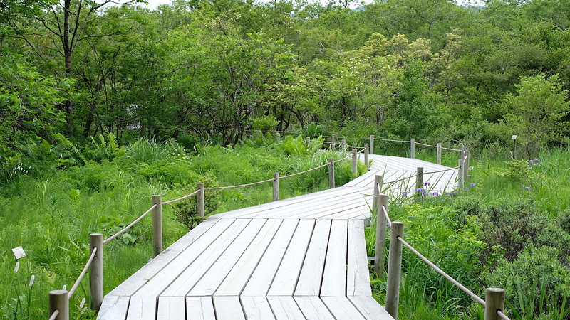 A path through the marshlands at the botanical gardens of wetlands.