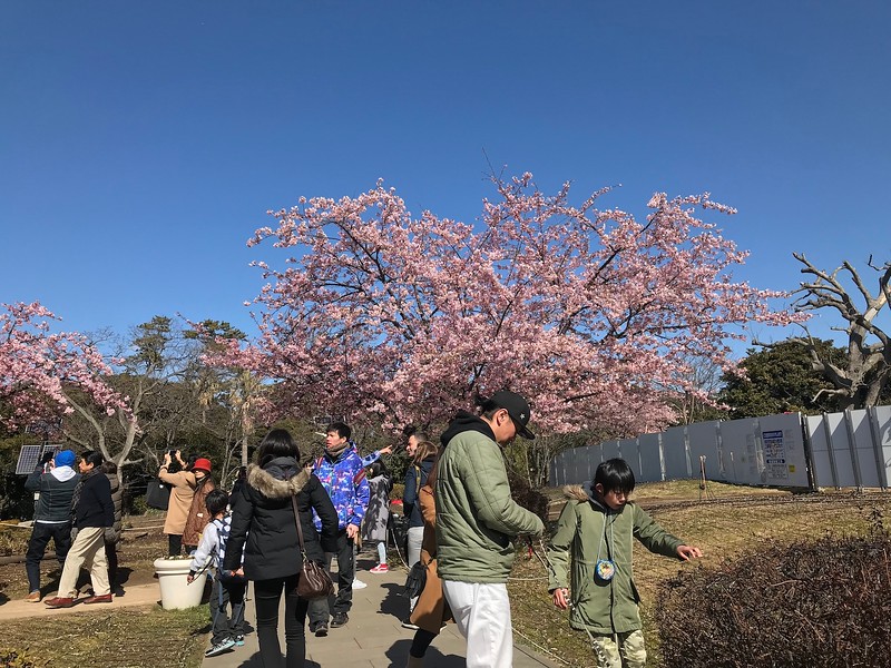Cherry blossom in February.
