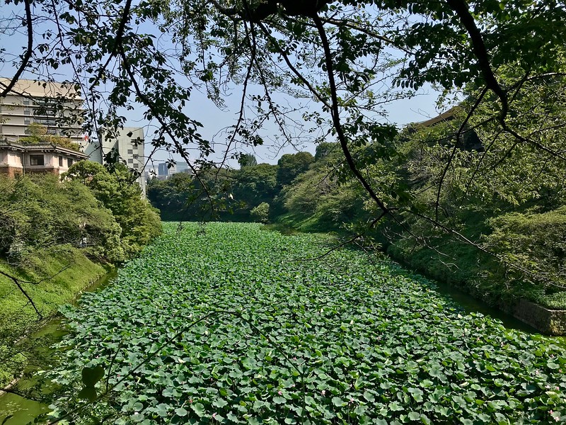 Kitanomaru-koen Park