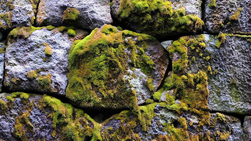 A section of moss-covered wall.
