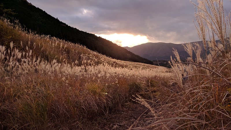 Sengokuhara pampas grass fields in autumn.