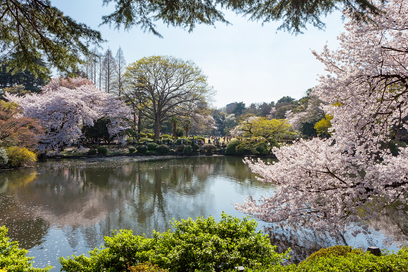 Greenery and cherry blossom trees arounding a pond in Shinjuku Gyoen national garden, Tokyo, Japan Greenery and cherry blossom trees arounding a pond in Shinjuku Gyoen national garden, Tokyo, Japan
