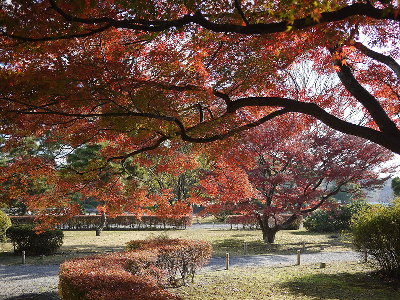 Iroha-momiji (Acer palmatum)