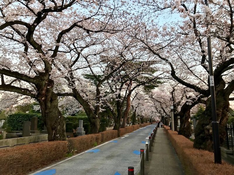 The main avenue at Aoyama Cemetery.