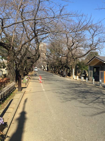 Yanaka Cemetery Cherry Blossom Lane