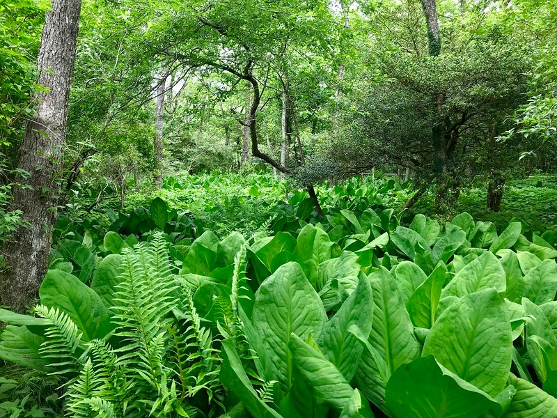 A seeming sea of basho leaves.