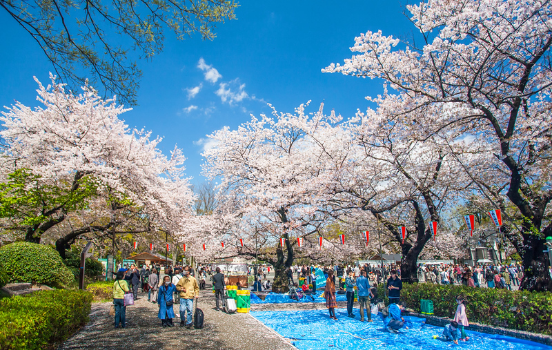A panoply of pink above a cherry blossoms festival in Ueno Park, Tokyo
