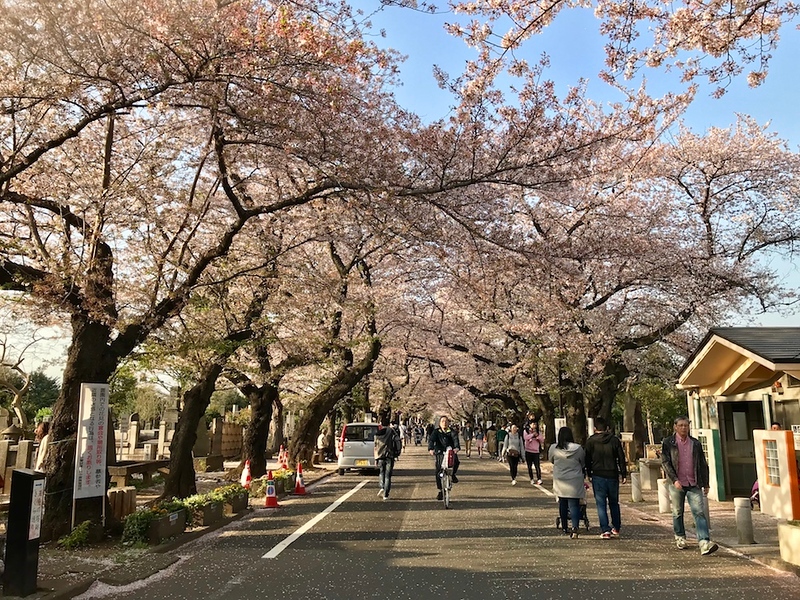 The main avenue along Yanaka Cemetery.
