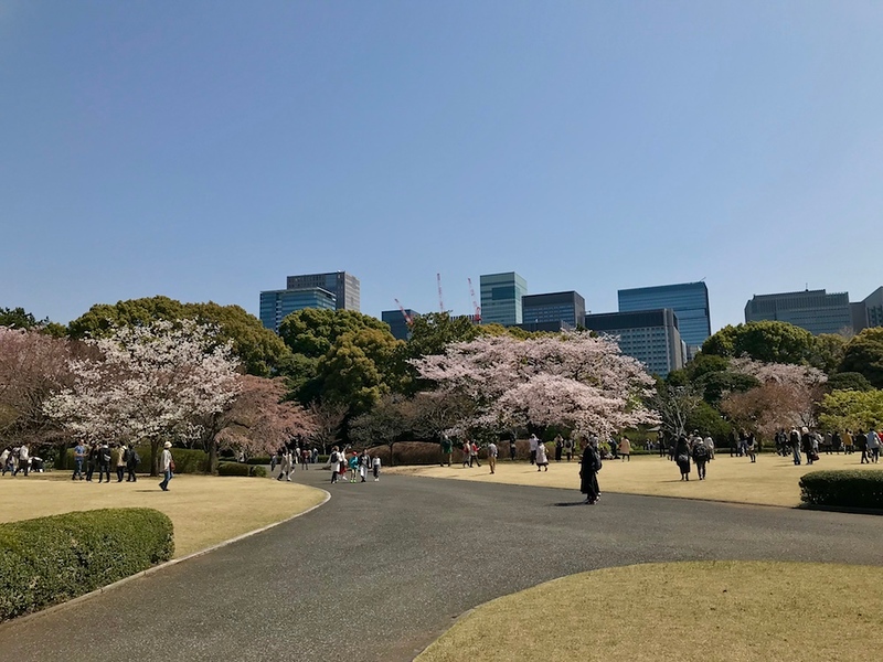 Cherry trees on the lawn.