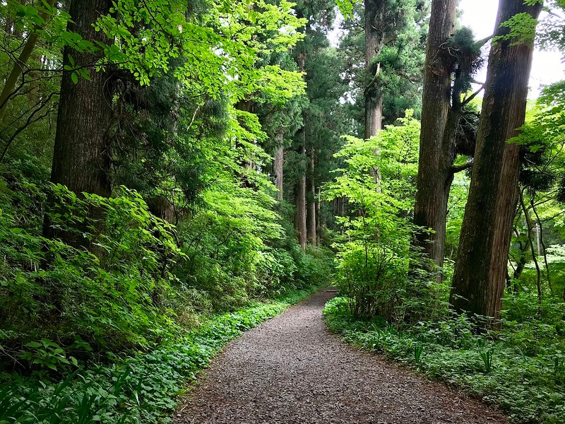 Walking along the cedar avenue.