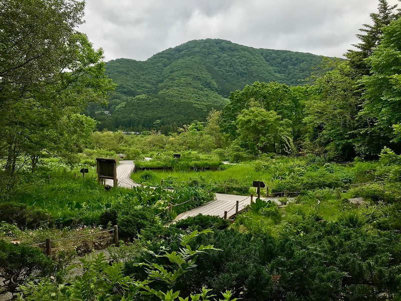 Inside the Hakone Botanical Gardens of Wetlands.