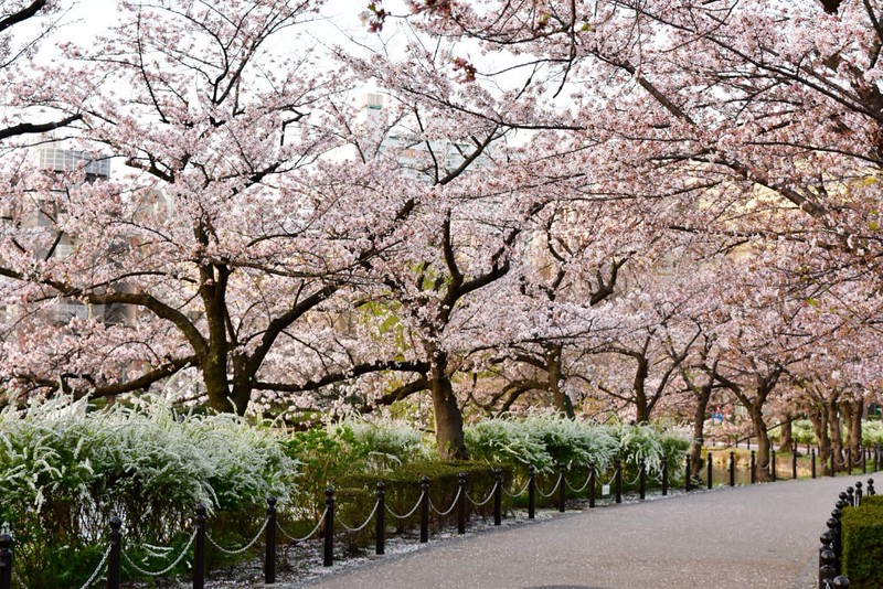 Morning view of a path through Ueno Park, Tokyo, with a canopy of pink sakura cherry blossoms