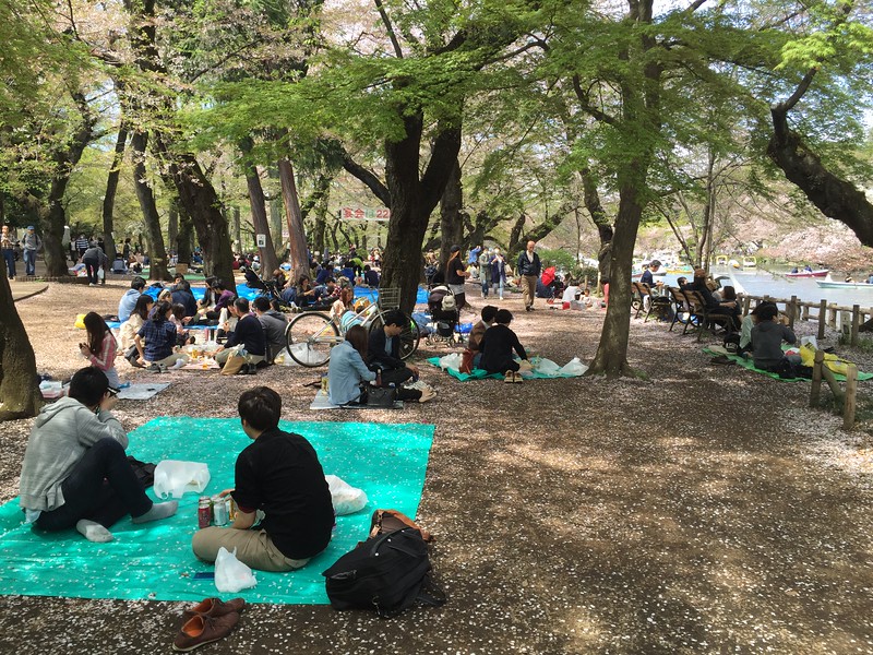 Cherry blossom viewing