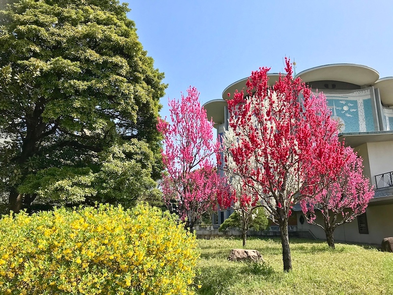 Some variegated cherry trees on the grounds of the Imperial Palace East Gardens.