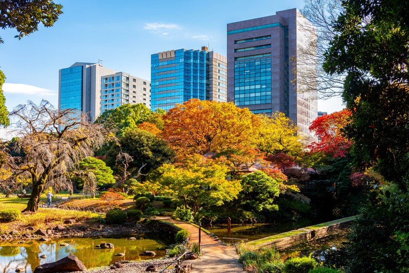 A wall of vivid fall foliage overlook the water in Koishikawa Korakuen garden in Tokyo, Japan, against a backdrop of tall, contemporary buildings