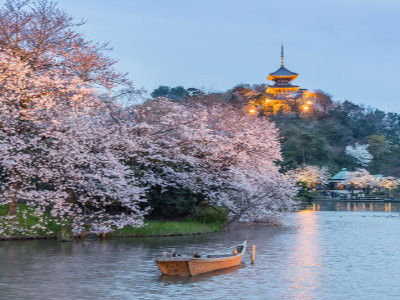 Cherry blossoms in the evening at Sankeien Garden, Yokohama, image copyright Sakarin Sawasdinaka / Shutterstock.com
