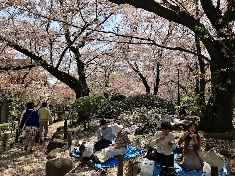 Locals having hanami parties at Sumidagawa Park.