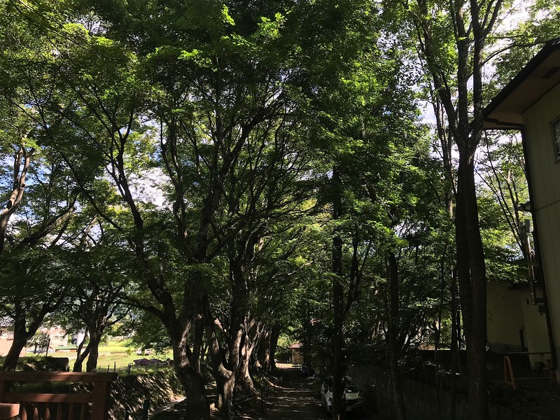 Maple trees in the summer.