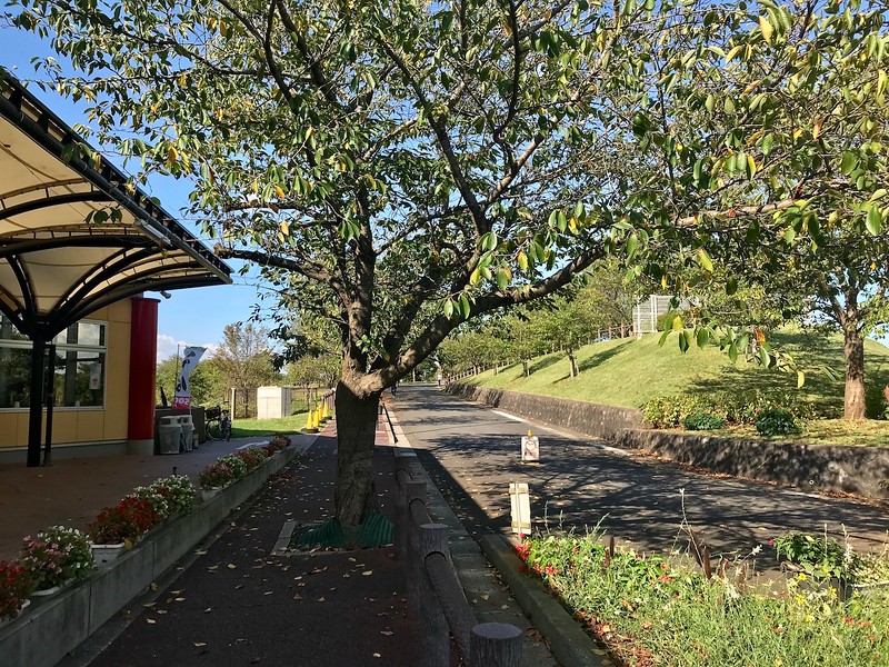 During springtime this becomes a pale pink avenue of cherry blossoms.