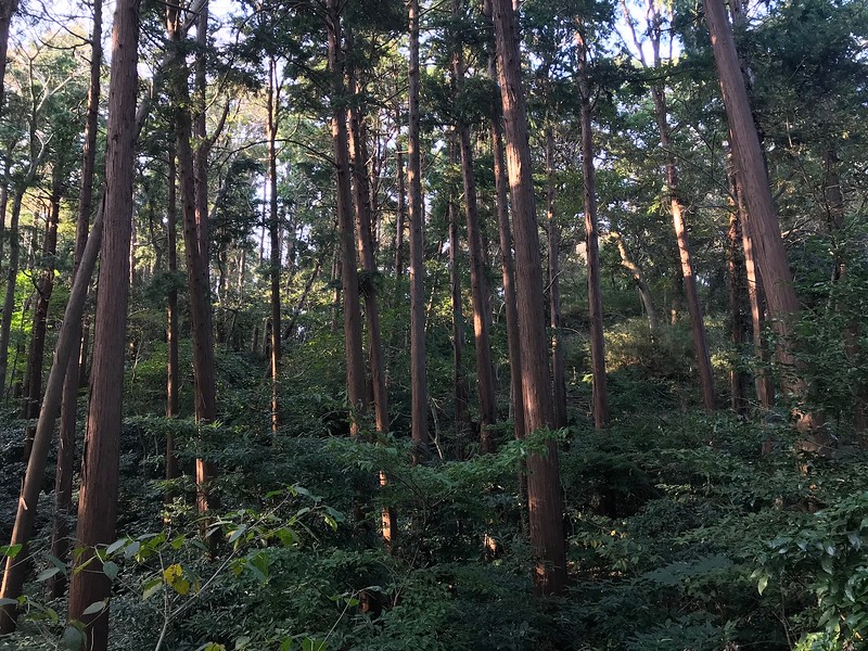 Trees along the trail.