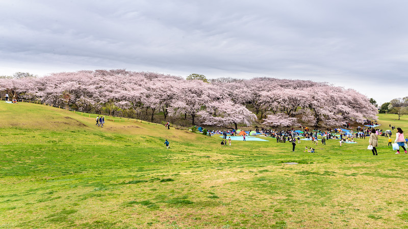 Cherry blossoms in full bloom at Negishi Forest Park, Yokohama. Editorial credit: Raju Soni / Shutterstock.com