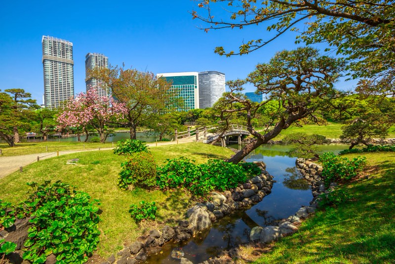 Hamarikyu Gardens, Tokyo, Sumida River, Chuo district, Japan, with oriental japanese garden during Hanami, and the Hama Rikyu contrasting with the skyscrapers of the adjacent Shiodome district