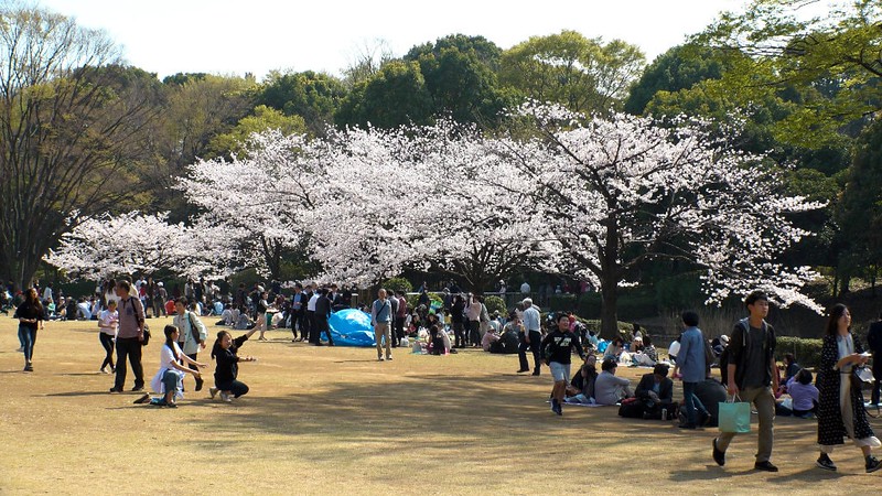People gathered under the spring cerry blossom trees in Kitanomaru Park in the Koukyo of Tokyo, Japan